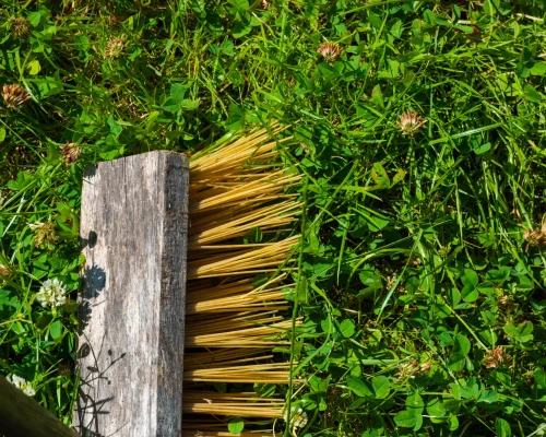 a-yellow-broom-in-green-grass-2026-03-26-07-56-39-utc