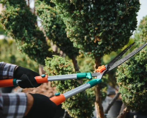 gardener-pruning-green-bushes-with-garden-shears-2026-03-24-08-46-41-utc (1)