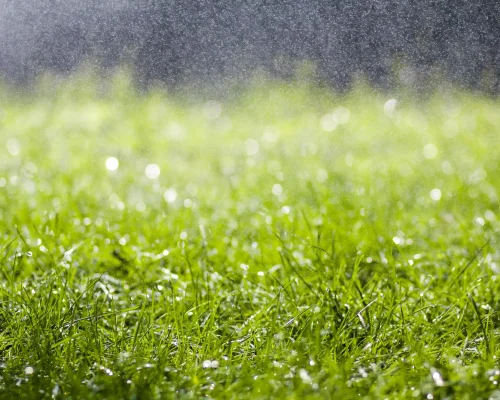 green-fresh-grass-with-falling-drops-of-morning-ra-2026-03-15-23-35-00-utc