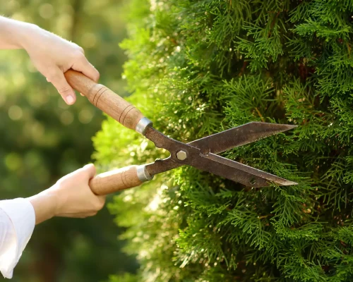 hands-of-female-gardener-woman-working-with-secat-2026-03-19-21-49-53-utc