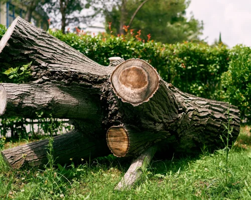 huge-trunk-of-a-cut-branchy-tree-lies-on-the-green-2026-01-07-00-19-31-utc