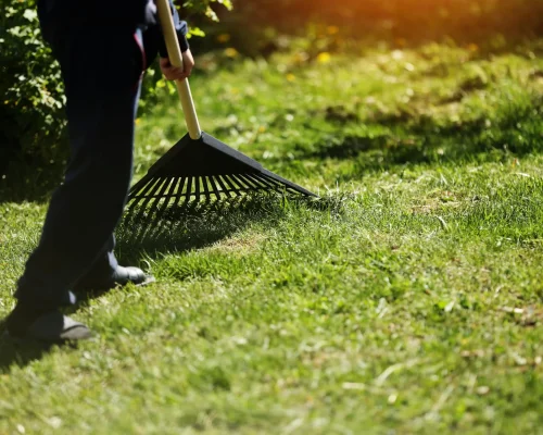 raking-green-lawn-in-sunlight-2026-03-10-02-05-34-utc