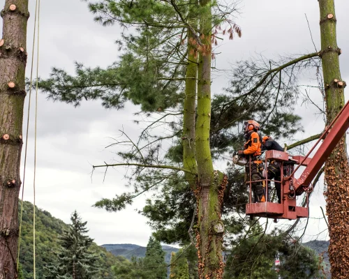 workers-cutting-tree-with-chainsaw-on-cherry-picke-2026-01-05-22-52-47-utc